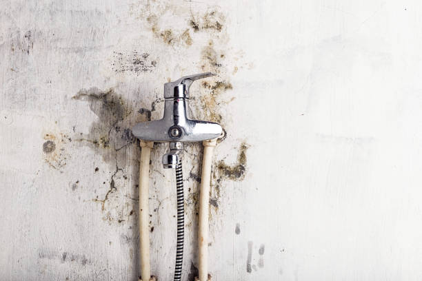 Best Black Mold Remediation in Ahwahnee, CA