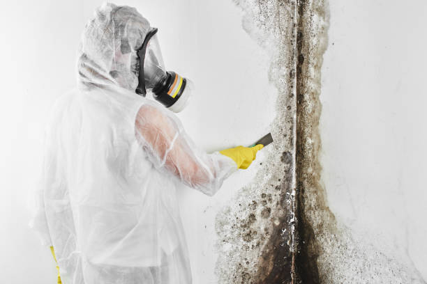 Best Health and Safety Mold Remediation in Ahwahnee, CA