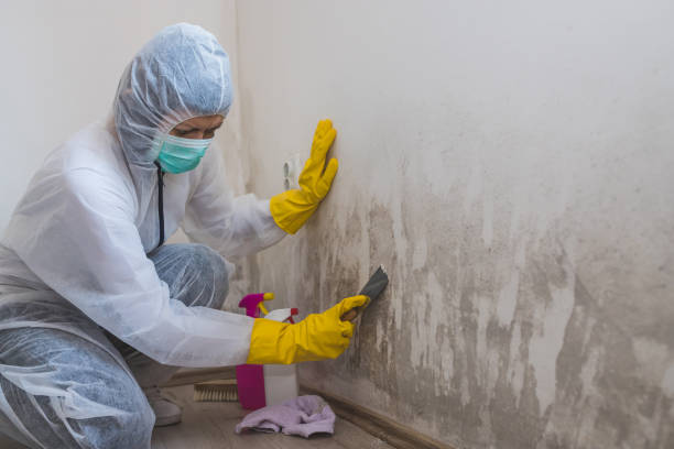Best Residential Mold Remediation in Ahwahnee, CA