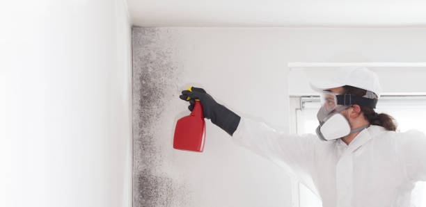 Best Preventive Mold Services in Ahwahnee, CA