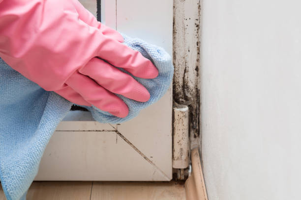 Best Basement Mold Remediation in Ahwahnee, CA