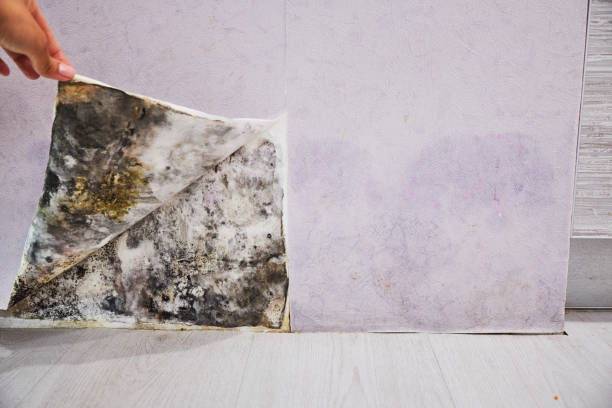 Best Post-Flood Mold Remediation in Ahwahnee, CA